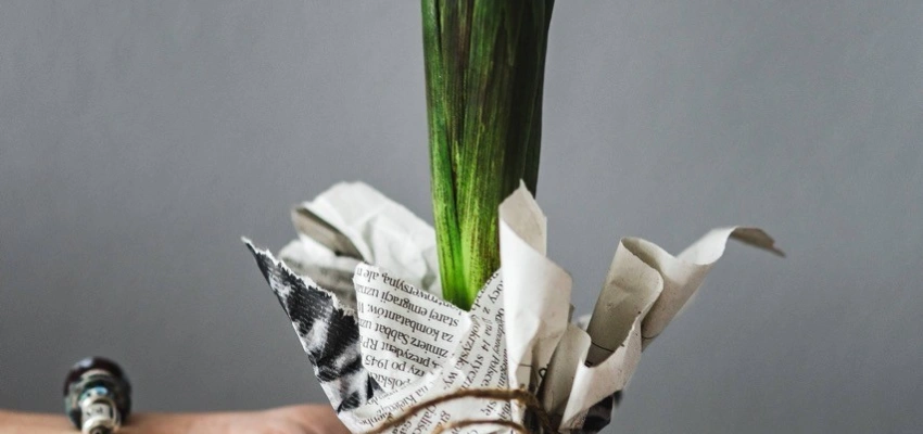 Alles, was ich habe! Verantwortlich mit meinem Körper umgehen. Bild einer Pflanze in Zeitungspapier umwickelt.