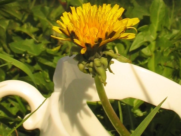 Eine zerbrochene Tasse liegt in der Wiese. Aus ihr wächst eine Löwenzahnblüte.