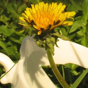 Eine zerbrochene Tasse liegt in der Wiese. Aus ihr wächst eine Löwenzahnblüte.