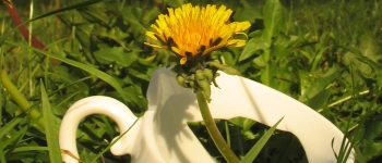 Eine zerbrochene Tasse liegt in der Wiese. Aus ihr wächst eine Löwenzahnblüte.