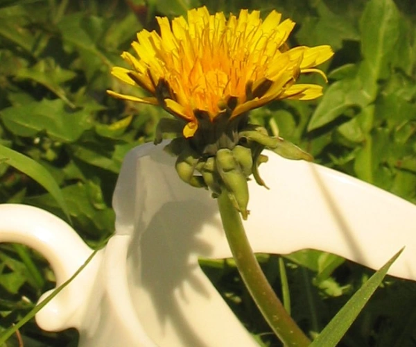 Eine zerbrochene Tasse liegt in der Wiese. Aus ihr wächst eine Löwenzahnblüte.