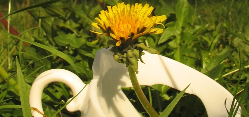 Eine zerbrochene Tasse liegt in der Wiese. Aus ihr wächst eine Löwenzahnblüte.