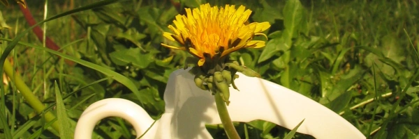 Eine zerbrochene Tasse liegt in der Wiese. Aus ihr wächst eine Löwenzahnblüte.
