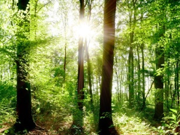 Ein Sonnenstrahl durchbricht die Blätter des Waldes.