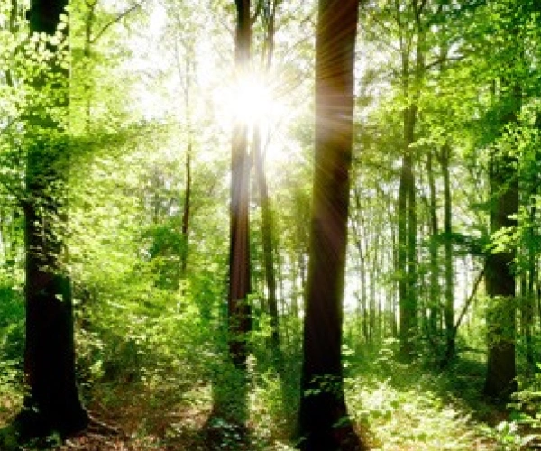 Ein Sonnenstrahl durchbricht die Blätter des Waldes.