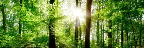 Ein Sonnenstrahl durchbricht die Blätter des Waldes.