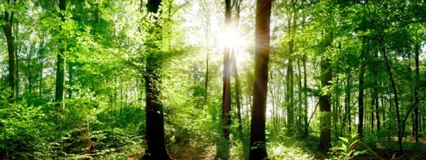 Ein Sonnenstrahl durchbricht die Blätter des Waldes.