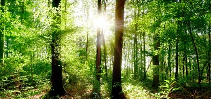 Ein Sonnenstrahl durchbricht die Blätter des Waldes.