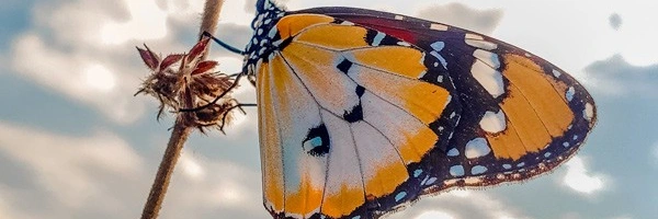 Endlich ist es raus! Die Geschichte von Nilaja. Bild eines Schmetterlings.