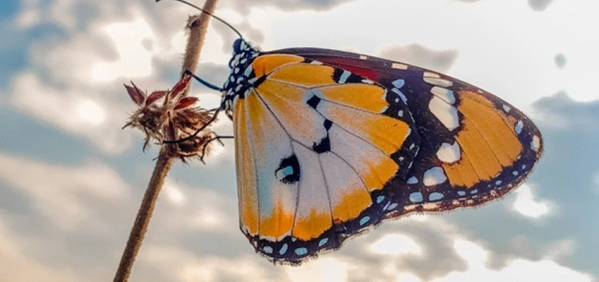 Endlich ist es raus! Die Geschichte von Nilaja. Bild eines Schmetterlings.