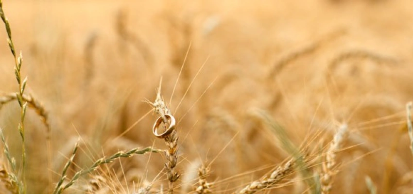 Heilen hat seine Zeit. Vom Trauerprozess nach der Scheidung. Bild eines Weizenfeldes.