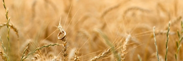 Heilen hat seine Zeit. Vom Trauerprozess nach der Scheidung. Bild eines Weizenfeldes.