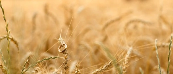 Heilen hat seine Zeit. Vom Trauerprozess nach der Scheidung. Bild eines Weizenfeldes.