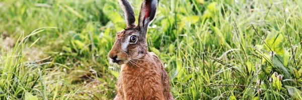 Hase auf Wiese