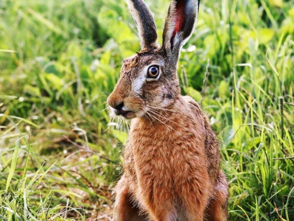 Hase auf Wiese
