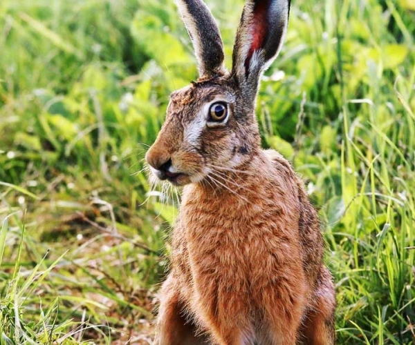 Hase auf Wiese