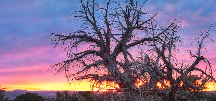 Sein Name ist Programm. Was heißt: Geheiligt werde dein Name. Bild eines Dornenbusches.